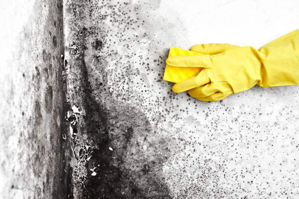 Best Basement Mold Remediation in Fort Smith, AR