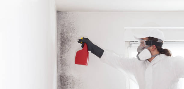 Trusted Fort Smith, AR Mold Remediation Experts