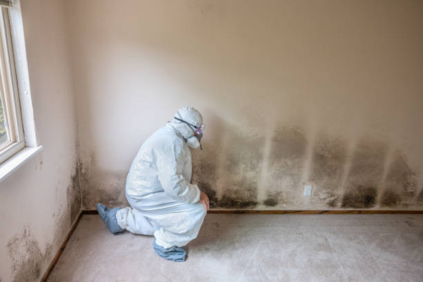 Best Residential Mold Remediation in Fort Smith, AR