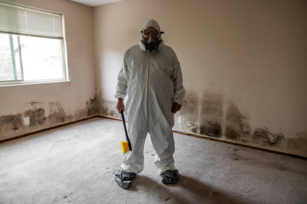 Best Attic Mold Remediation in Fort Smith, AR