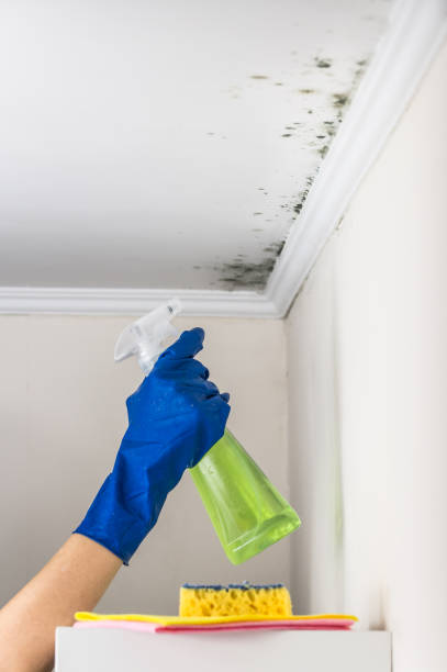 Best Commercial Mold Remediation in Fort Smith, AR